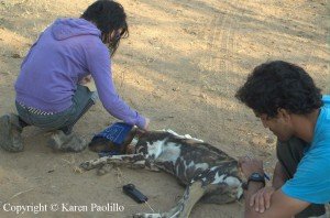 hazel-taking-hair-samples