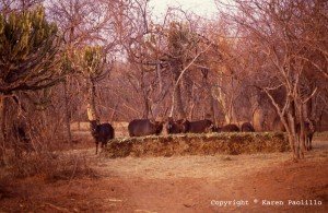 Waterbuck-feeding-at-hippos-sandwich