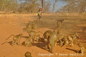Teresa at feed time big one is Joe