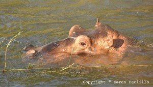 Kim-before-he-died-October-2011