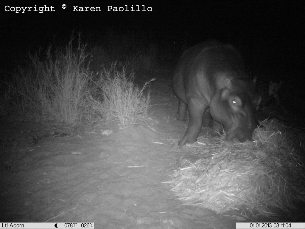 Jan. 2013 – Hay Hippos and Rain