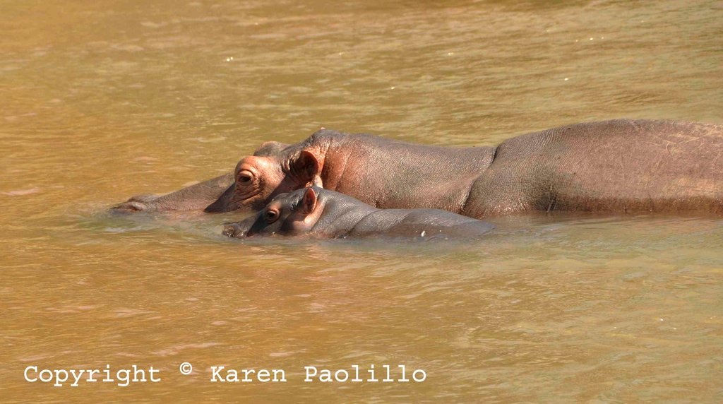 Feb. 2013 – Baby Hippo Banky