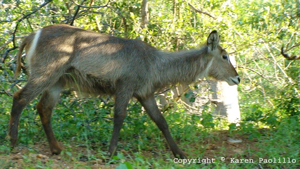 Mar. 2013 – Wildlife near Turgwe Hippo Trust