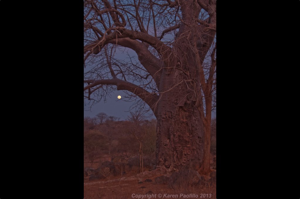 Baobab and the moon in Zimbawe