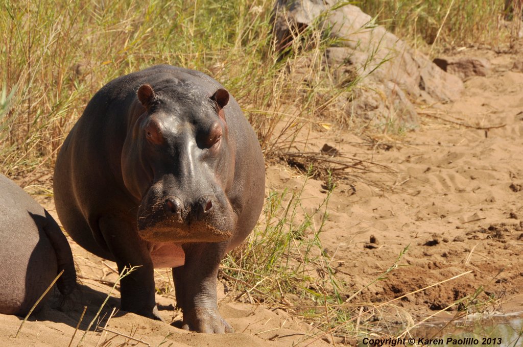 Dizzy – Hippo female