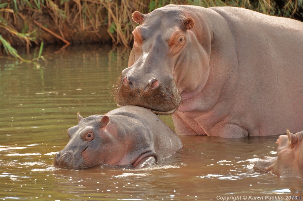 Hippo female grooming young calf