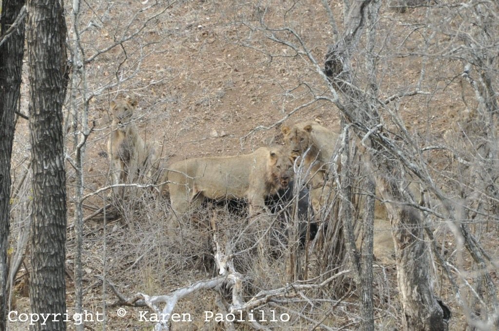 Nov. 2012 – Lions on a Kill
