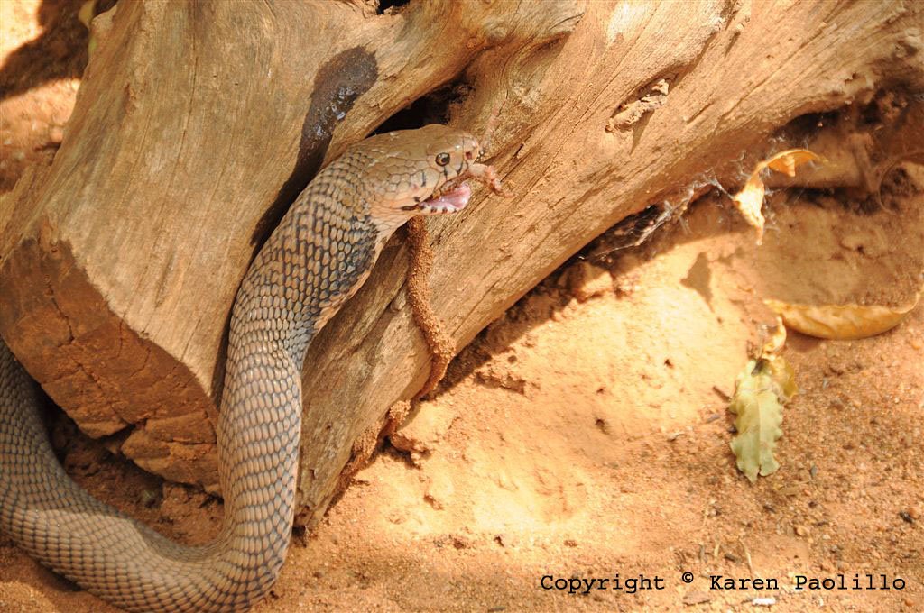 Apr. 2011 – Mozambique spitting cobra