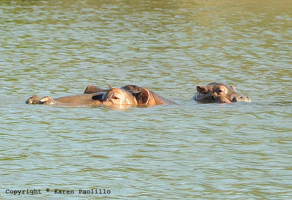 Apr. 2011 – New Hippo Calves