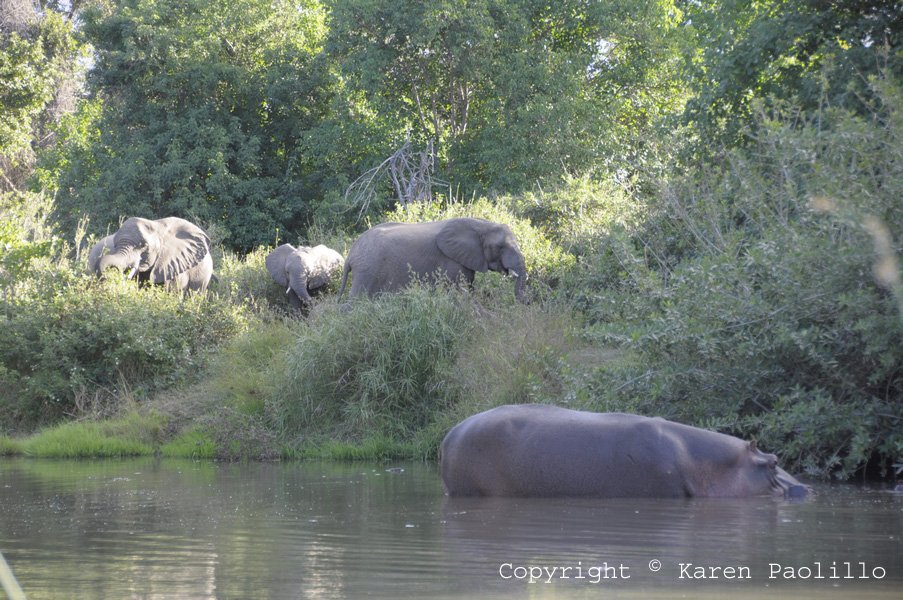 Elephants visiting hippo pool