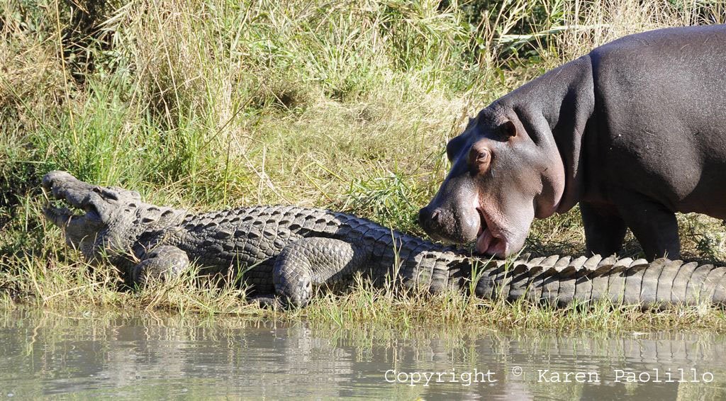 Hippo calf grooming crocodile