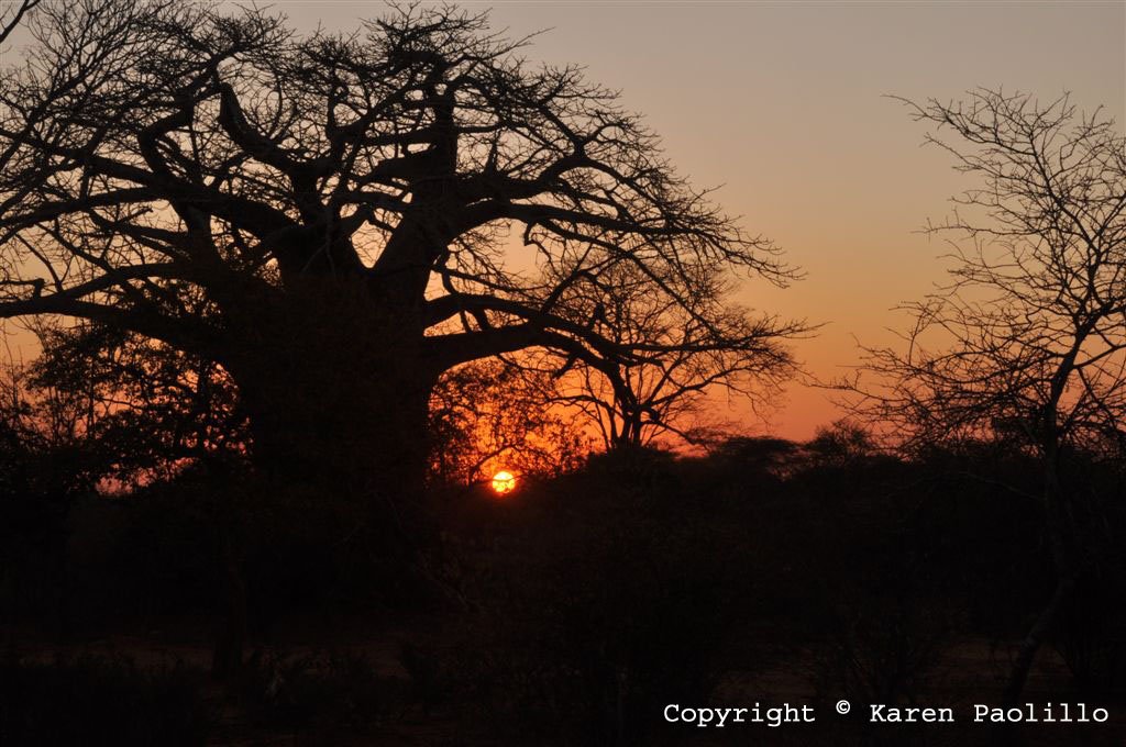 Baobad sunset close to Turgwe River