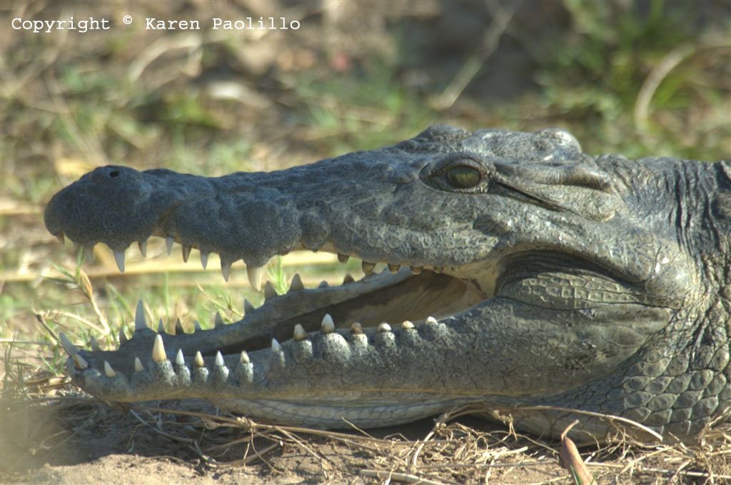 Croc close up at Turgwe Trust