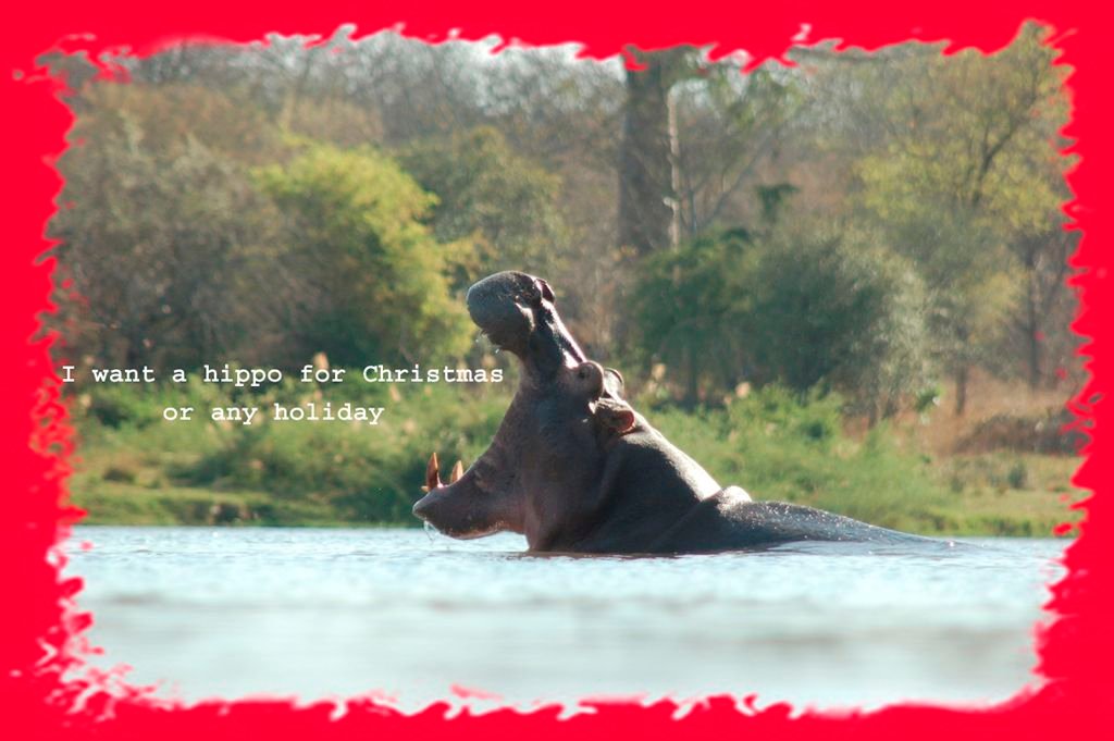 Dec. 2010 – I want a hippo for Christmas