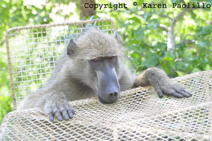 Chacma at table waiting to be served