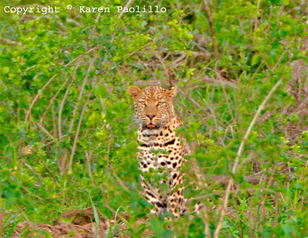 Dec 2011 - Leopard at Turgwe Trust