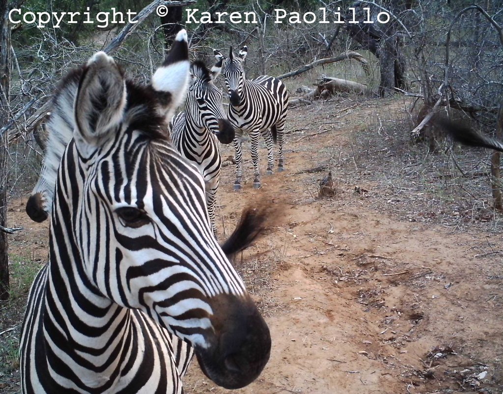 Dec 2011 - Zebras at Turgwe trust