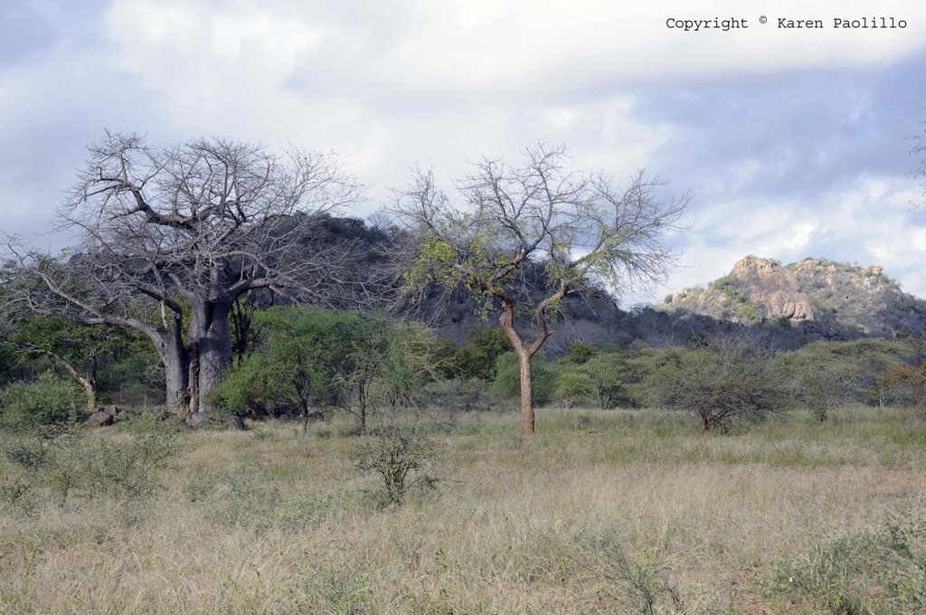 Feb. 2011 – Tracks, crocs, painted wild dogs and others