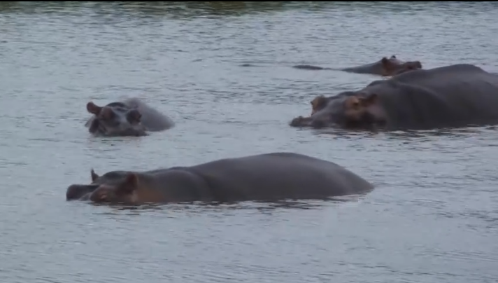 Jan. 2014 – Hippos after the rains