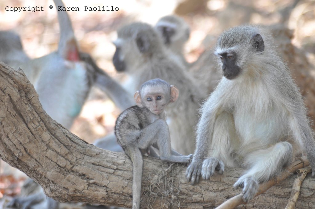 Jan. 2011 – Vervet Monkeys
