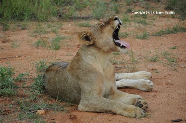 Jan. 2011 – Lions at Pondoro, South Africa