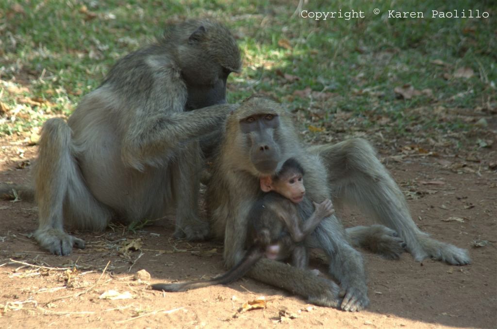 Baboon Family living at Hippo Haven