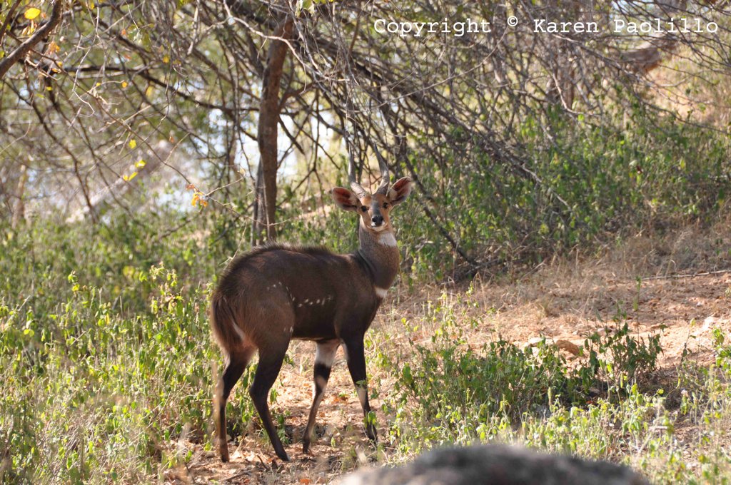 Young male bushbuck