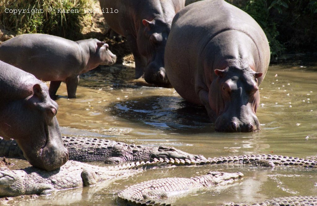 Mar. 2011 – Hippo behaviour