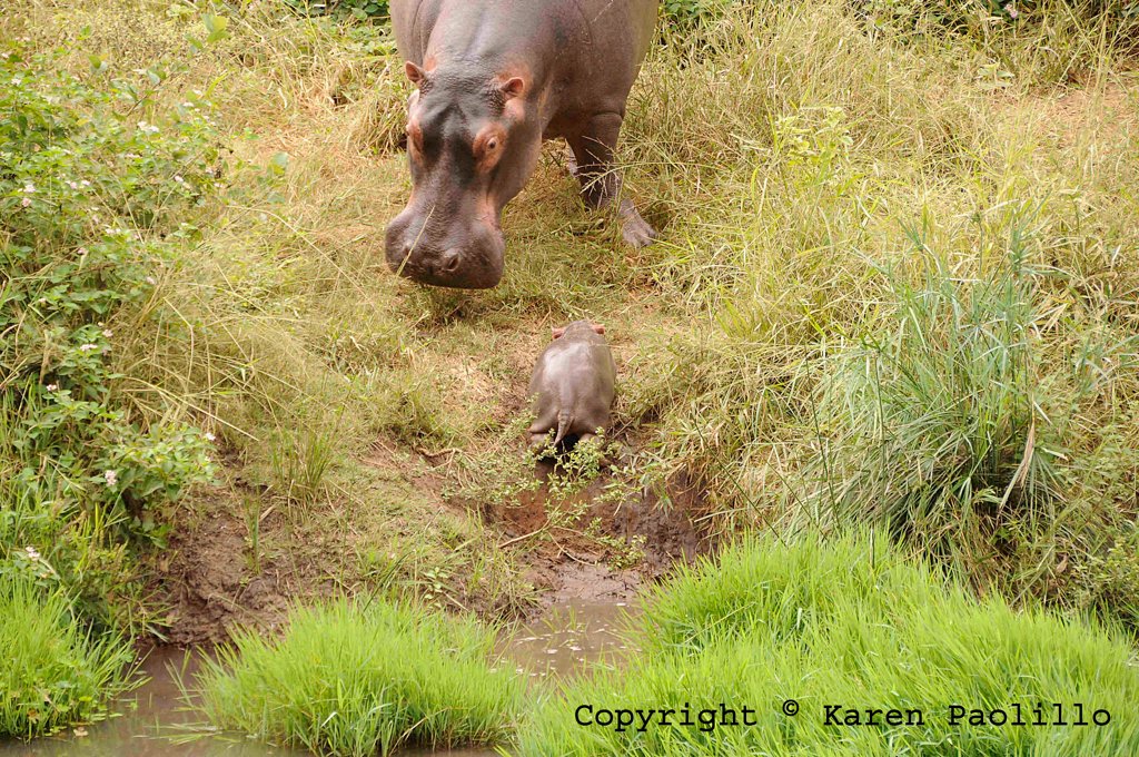 BonBon (new born) and Tacha