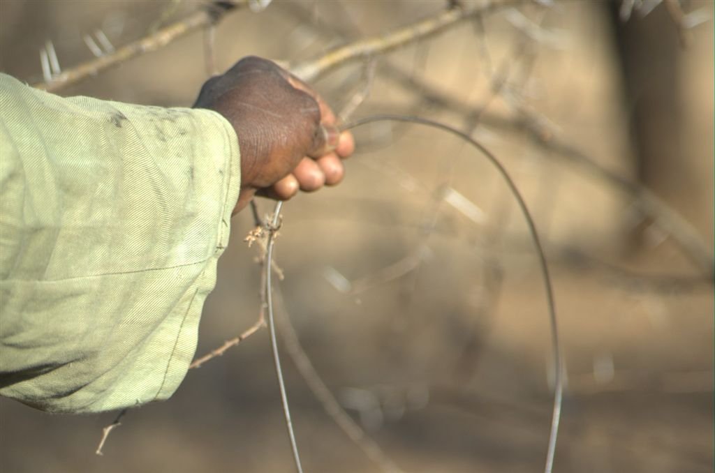 Snare made by poacher