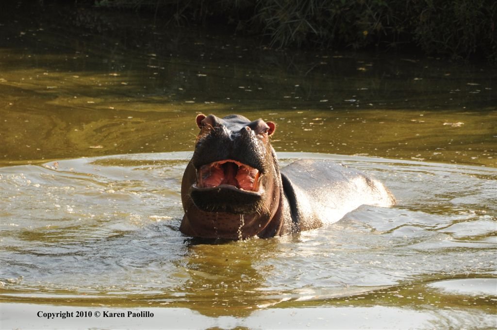 Bob in water scooping