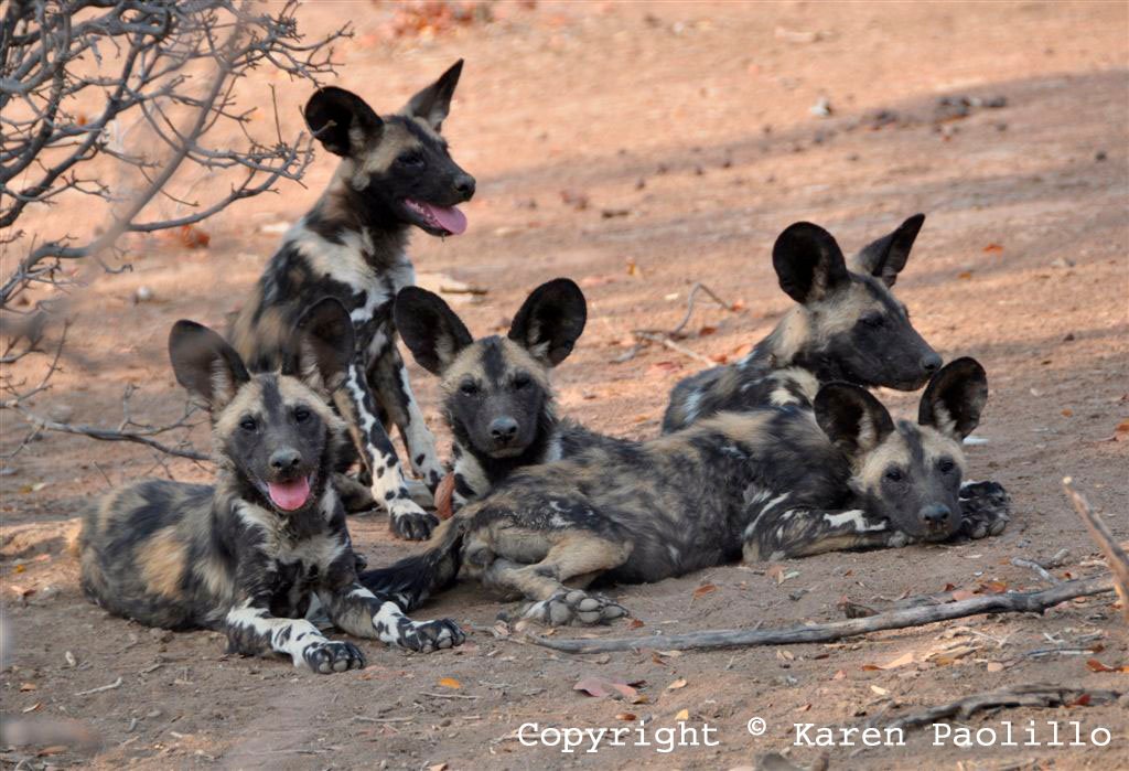 Oct 2011 - Wild painted dogs