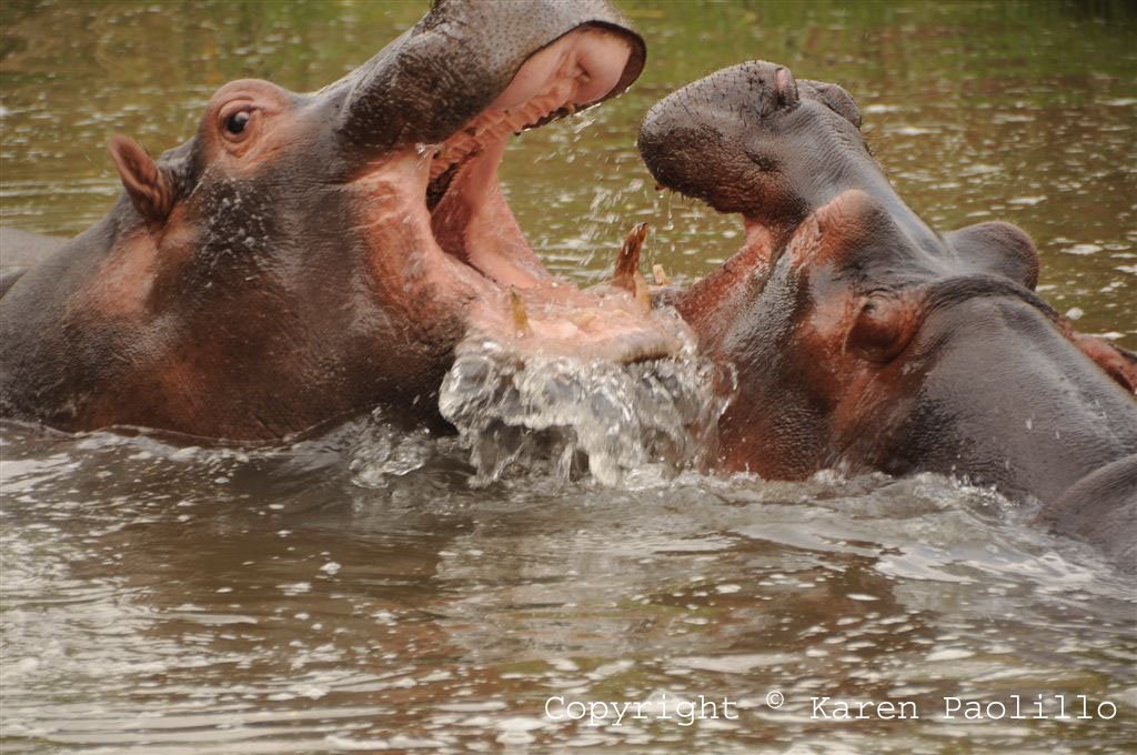Hippos playing