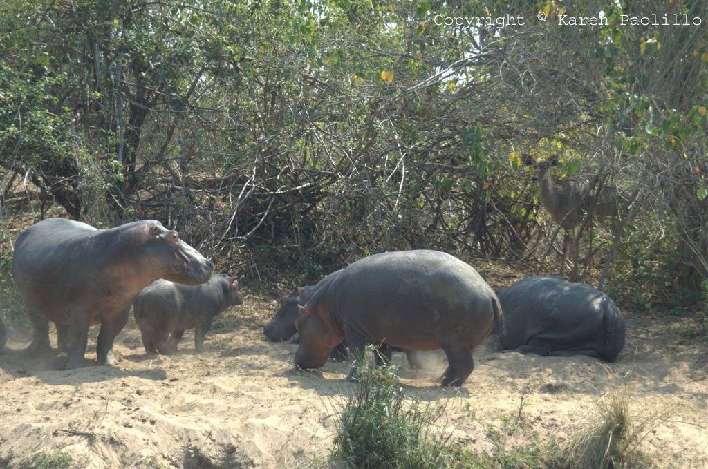 Hippos on the bench