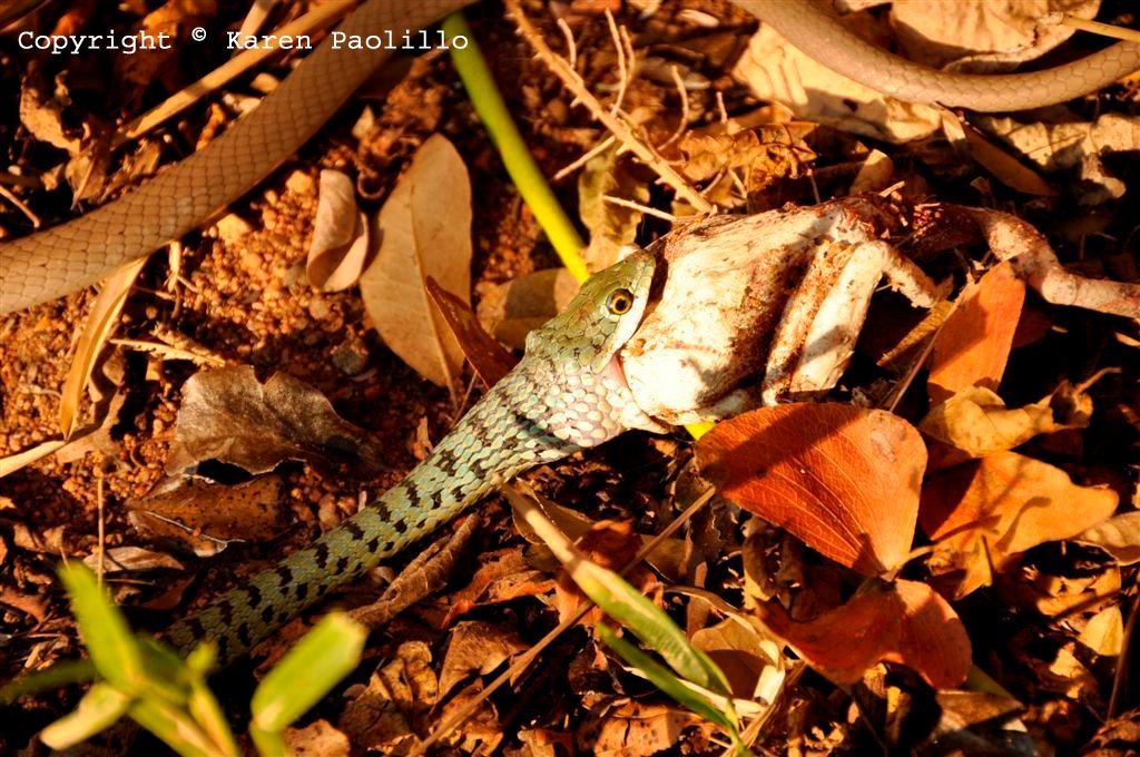 Spotted cobra eating frog