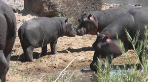 Maxie and BonBon touching noses
