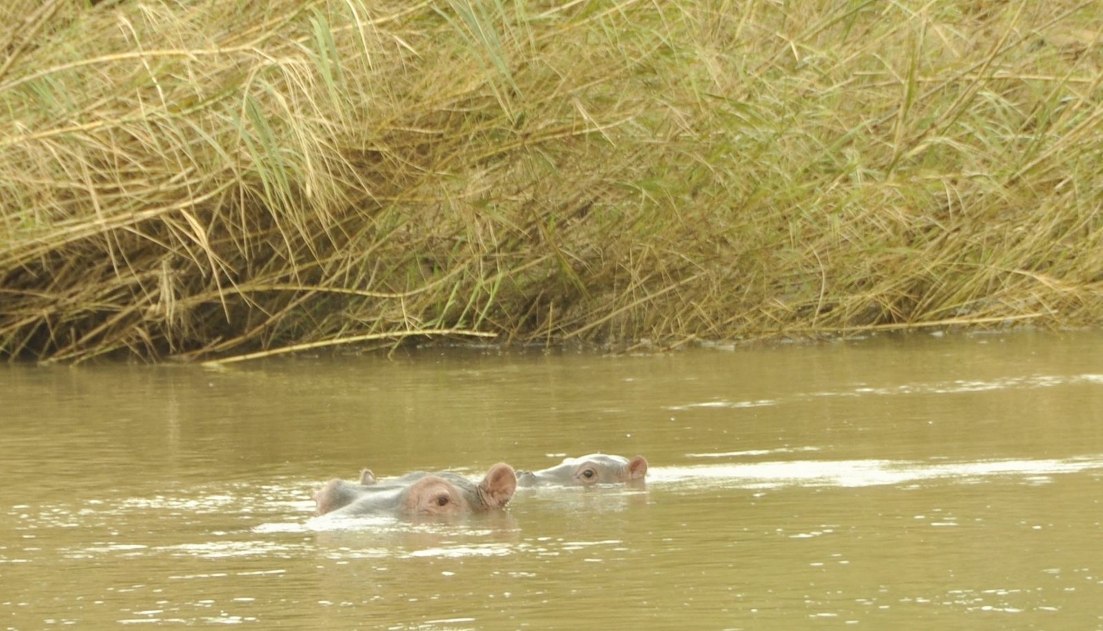 Feb. 16th – The first baby hippo of 2014.