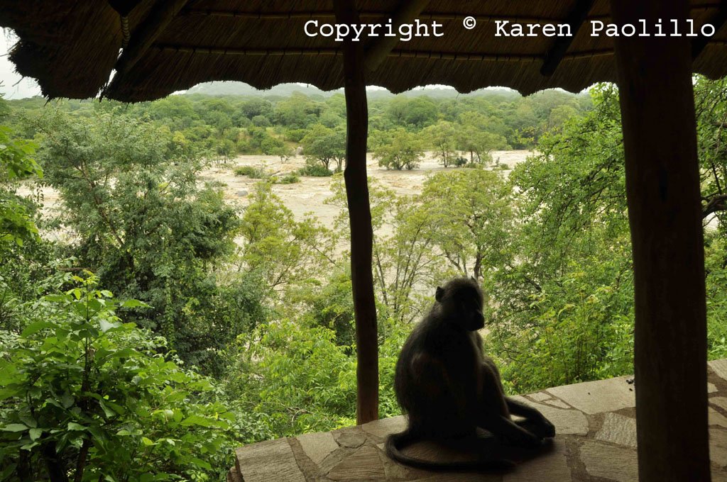Feb. 2014 – Baboons stranded in a flooded Turgwe
