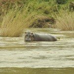 relief has always acted like a male hippo