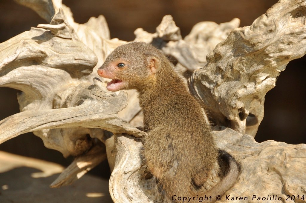 Squiggle the Slender Mangoose