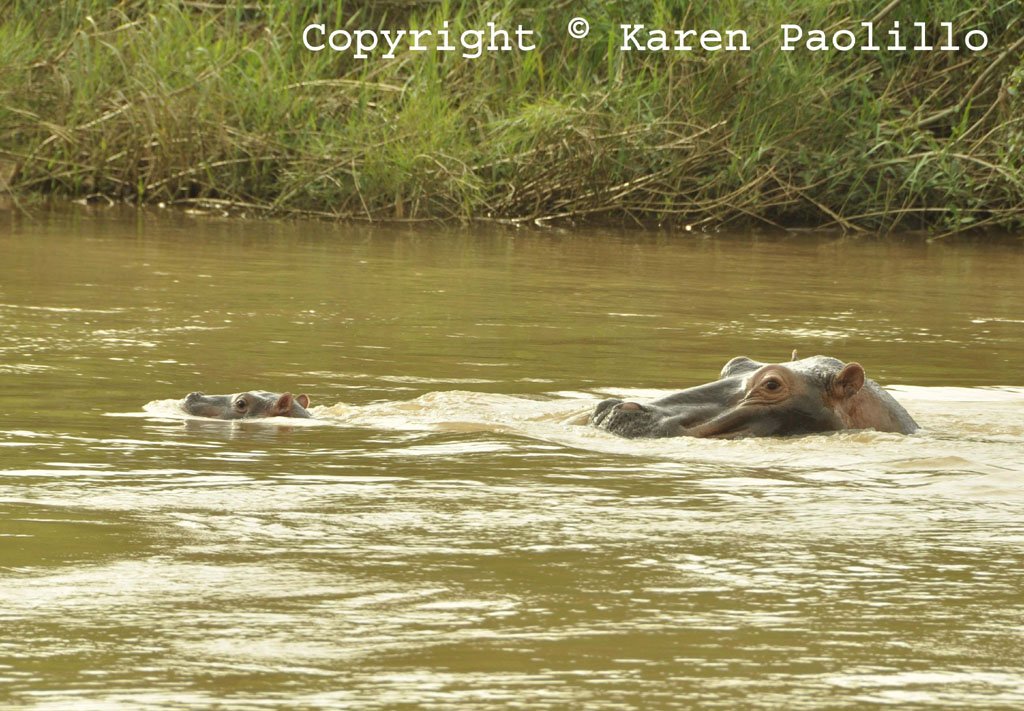 Mar. 2014 – New Baby Hippo