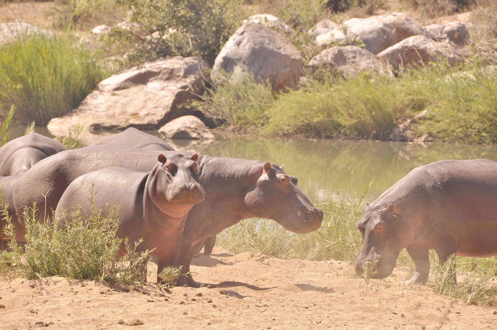 Hippos before Summer
