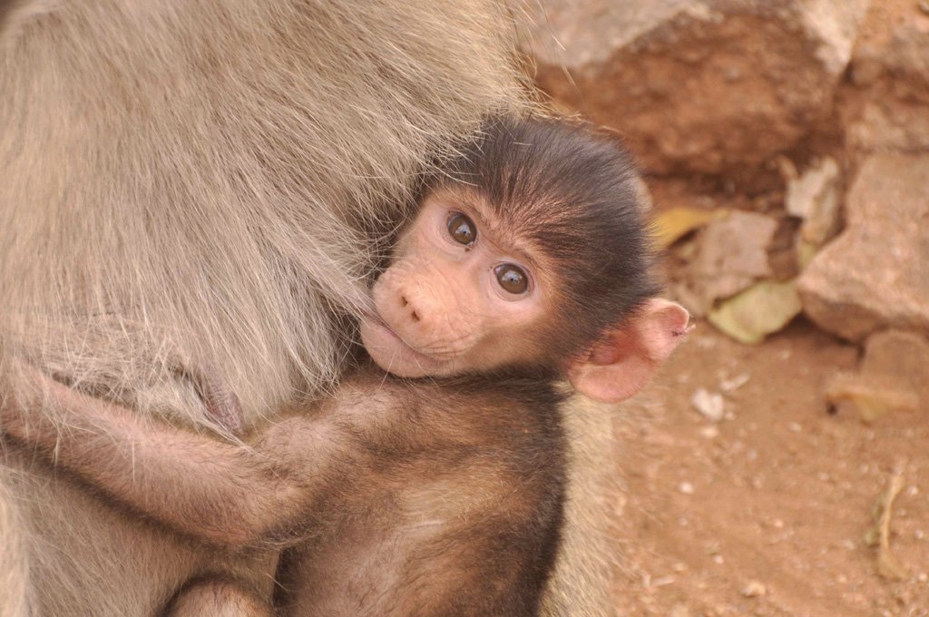 Baby Baboon