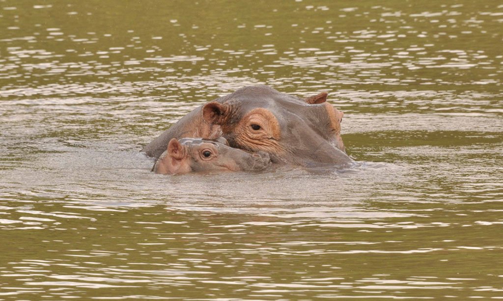 Name the baby hippo Jan 2015