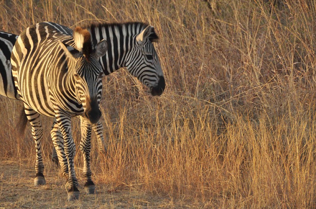 Beautiful animals at Turgwe Hippo Trust March 2015