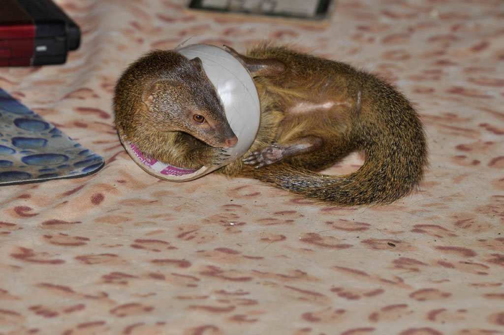 Animal Fun April 2015