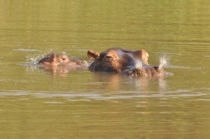 Calf two months old and mother