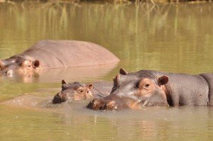 George with mum and dad