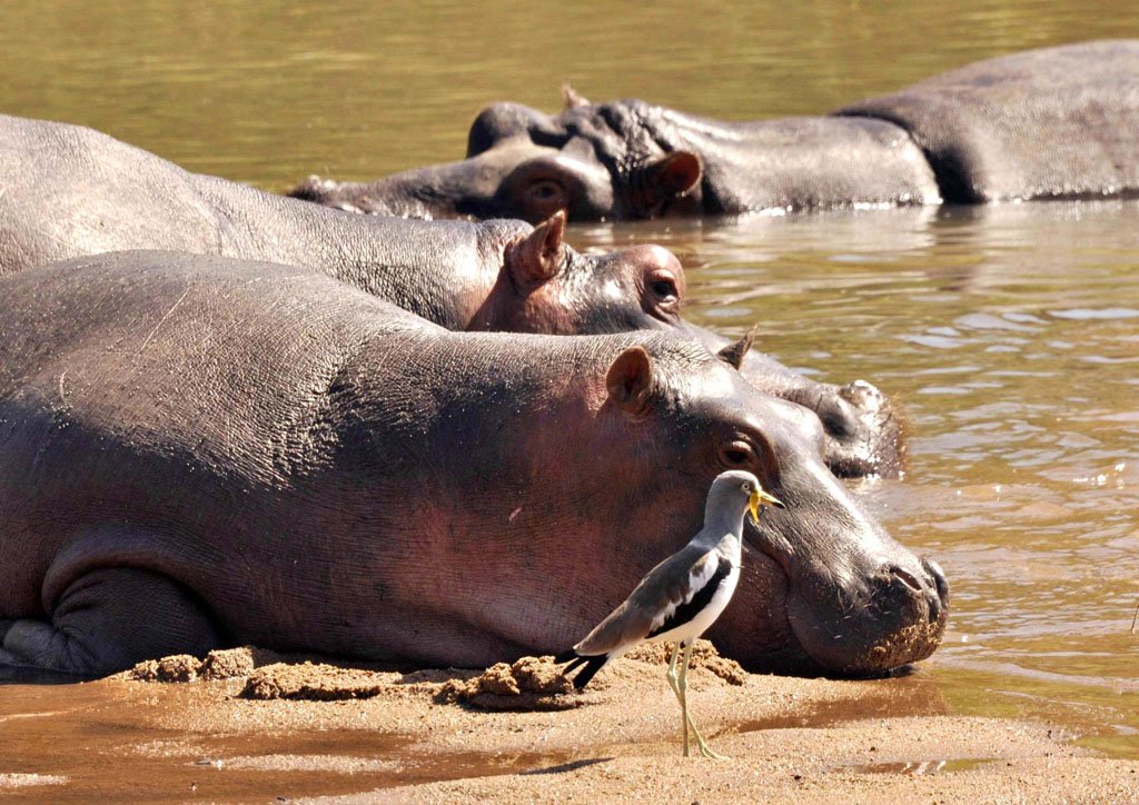 Interesting Hippo Behaviour