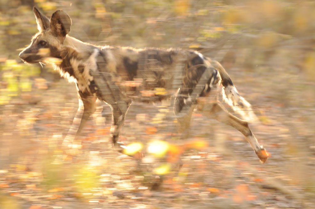 Painted Wild dog puppies at Den July 2015